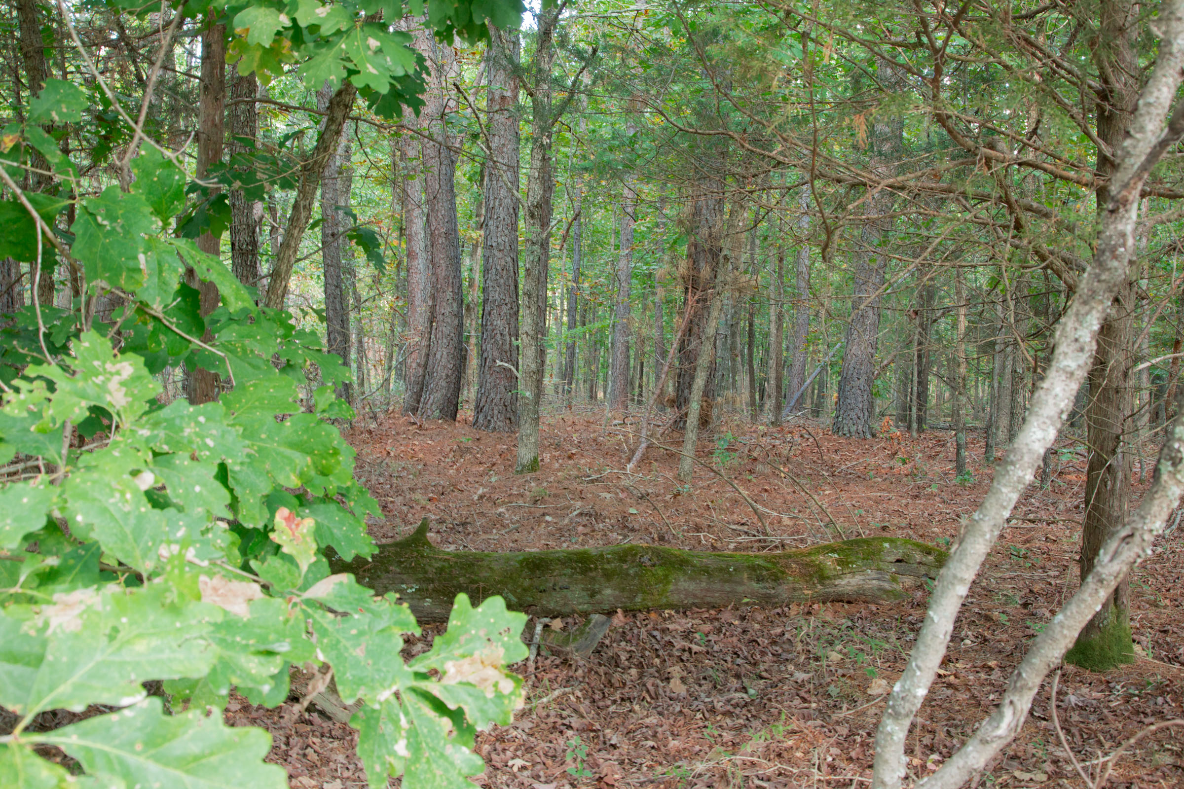 Tract 1 at Wagon Wheel Ranch in Dent County, Missouri
