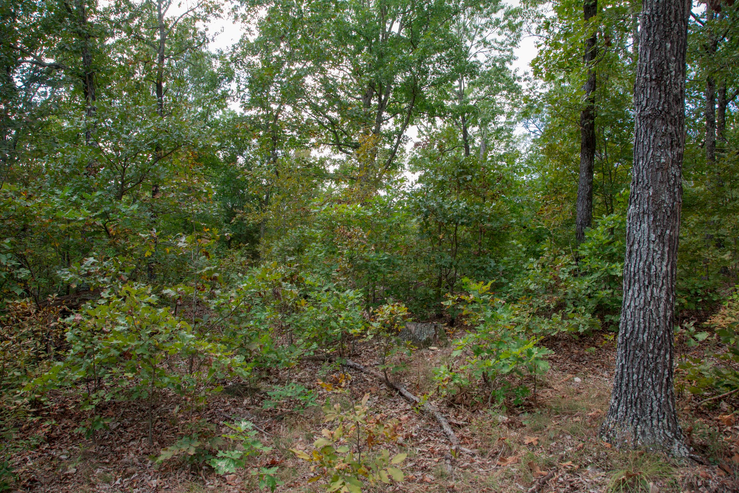 Tract 15 at Wagon Wheel Ranch in Dent County, Missouri