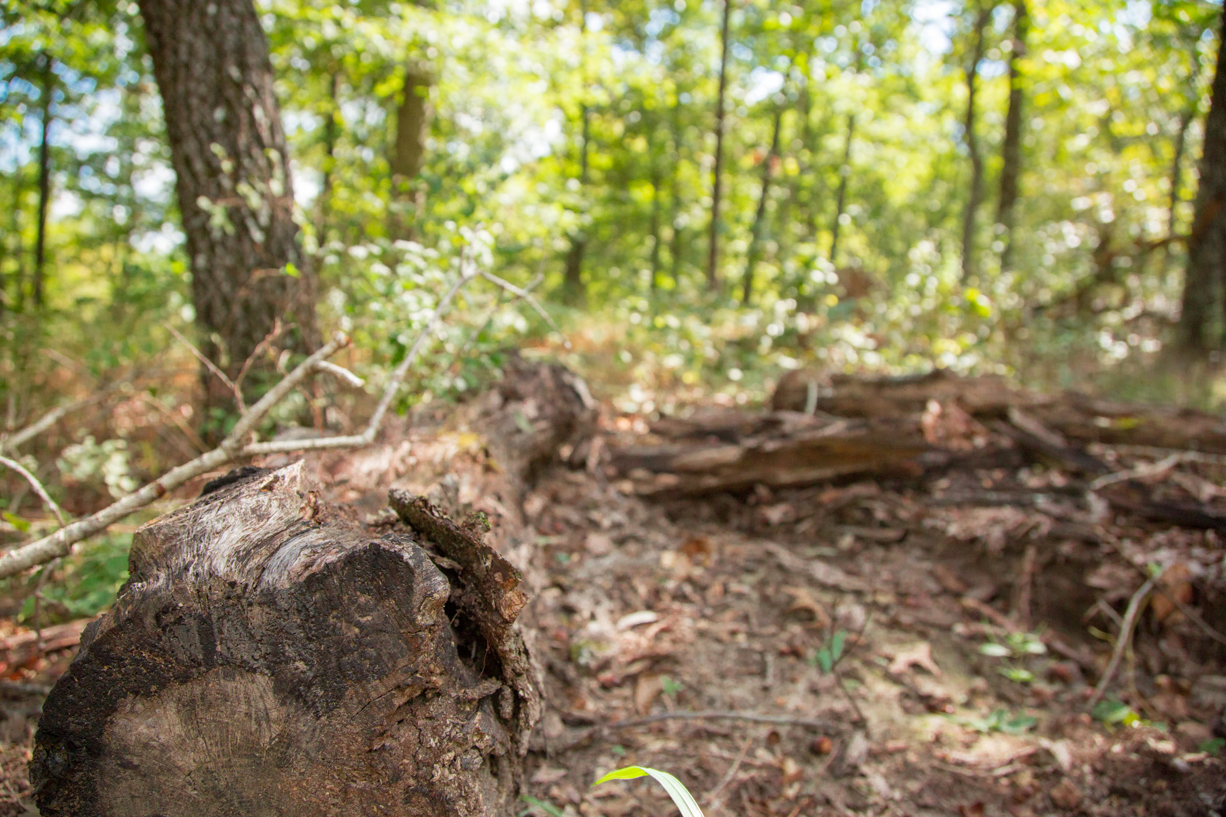 Tract 21 at Wagon Wheel Ranch in Dent County, Missouri