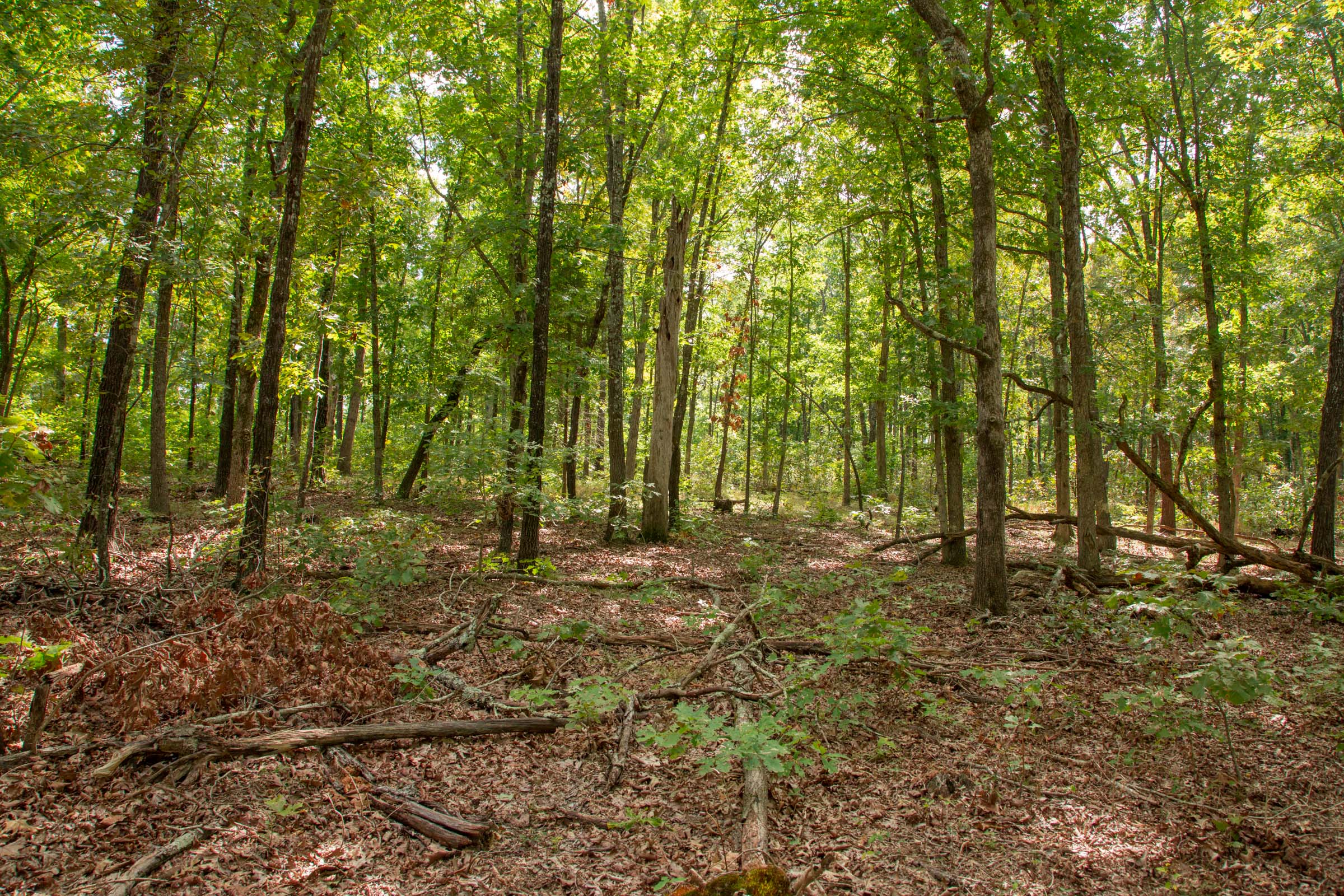 Tract 28 at Wagon Wheel Ranch in Dent County, Missouri