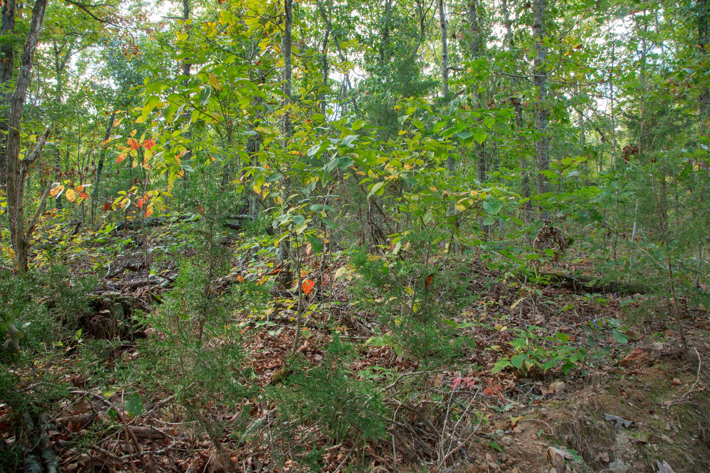 Tract 36 at Wagon Wheel Ranch in Dent County, Missouri