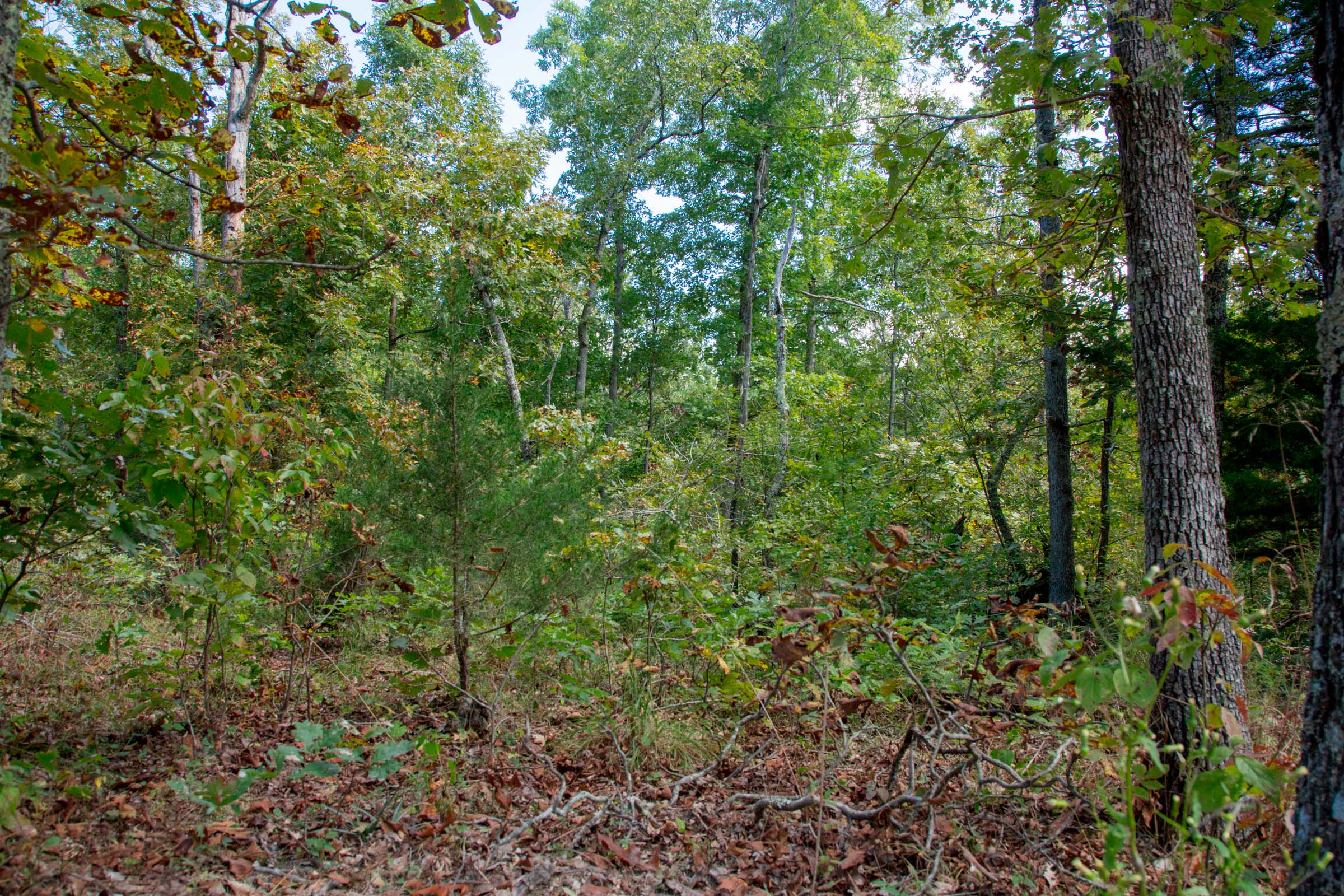 Tract 37 at Wagon Wheel Ranch in Dent County, Missouri