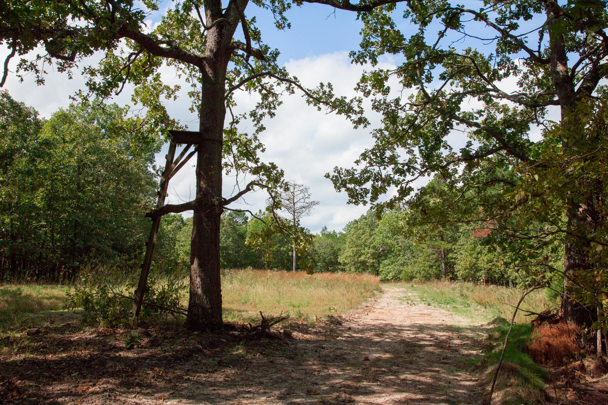 Tract 42 at Wagon Wheel Ranch in Dent County, Missouri