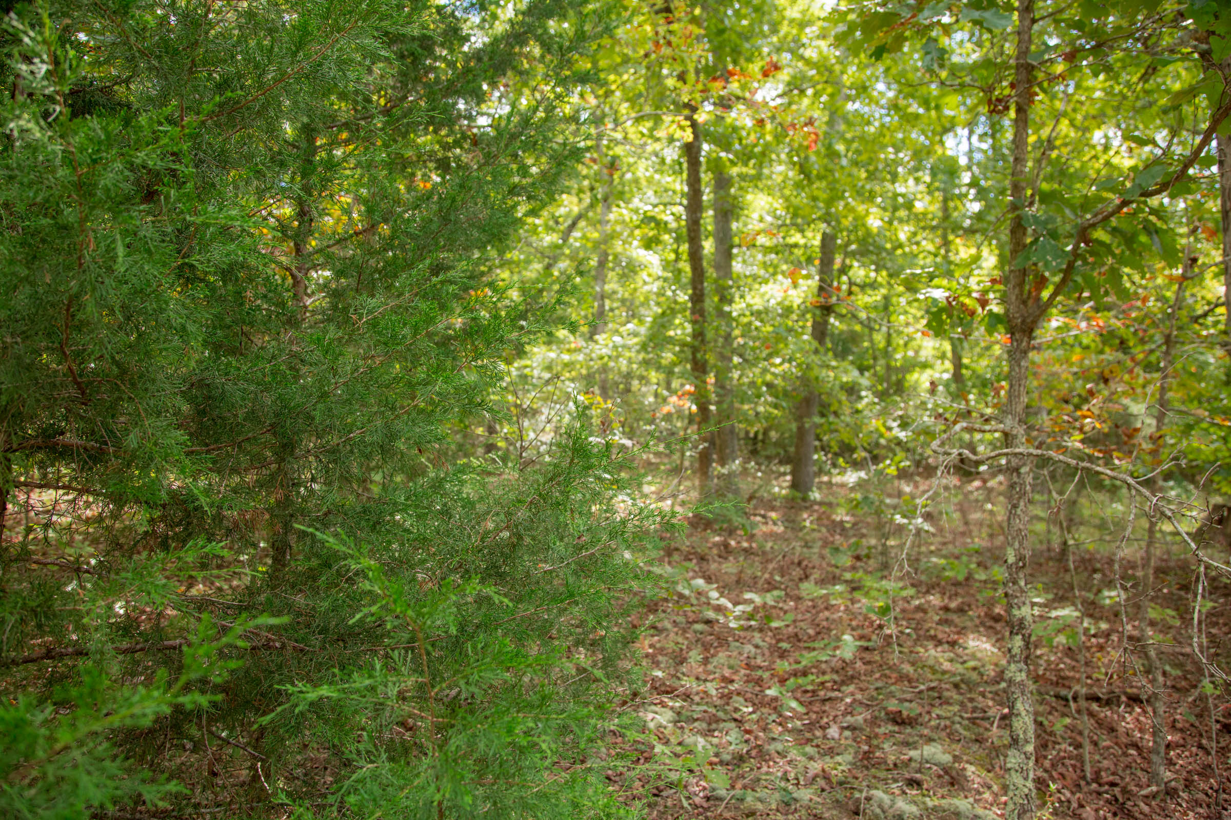 Tract 49 at Wagon Wheel Ranch in Dent County, Missouri