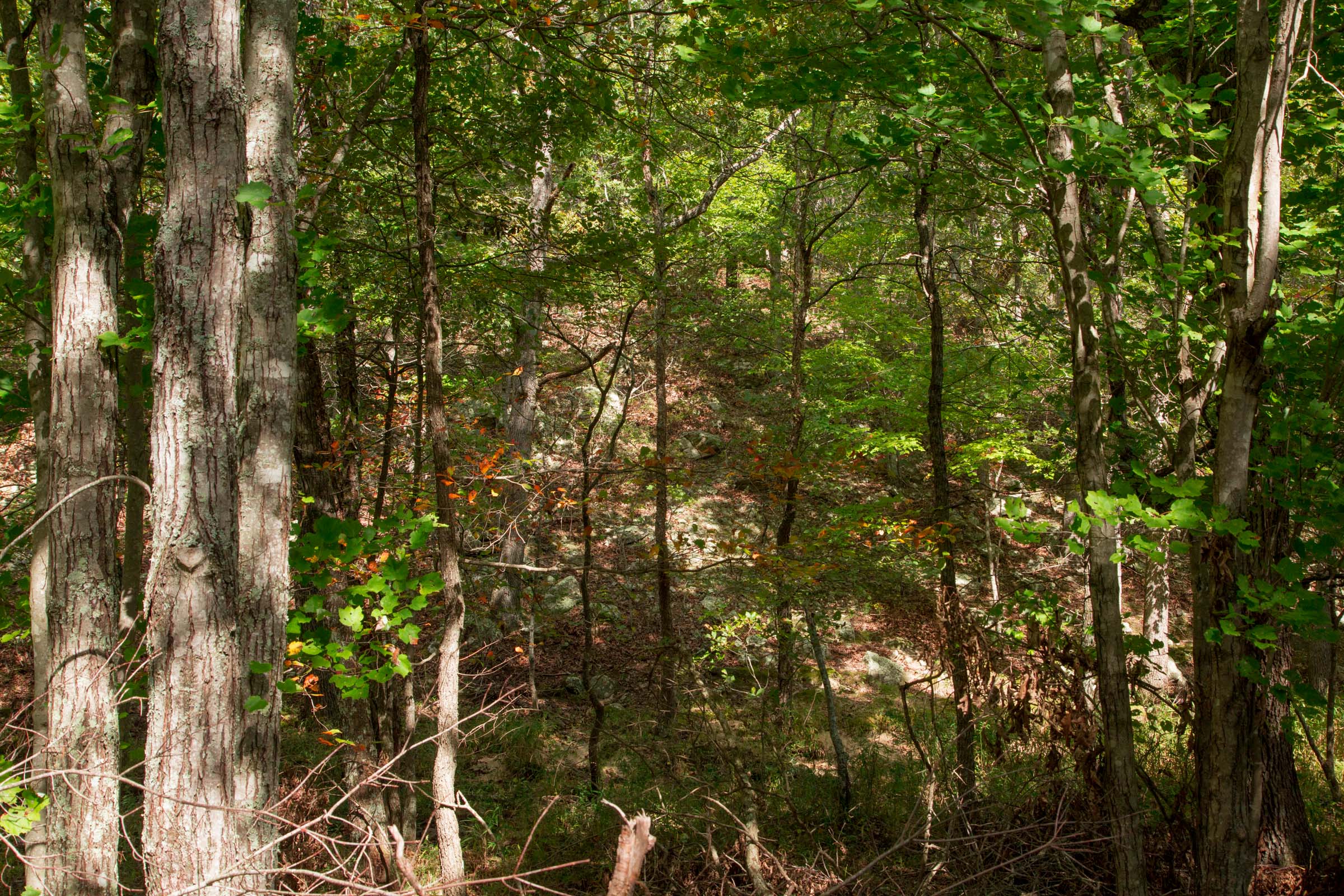 Tract 51 at Wagon Wheel Ranch in Dent County, Missouri