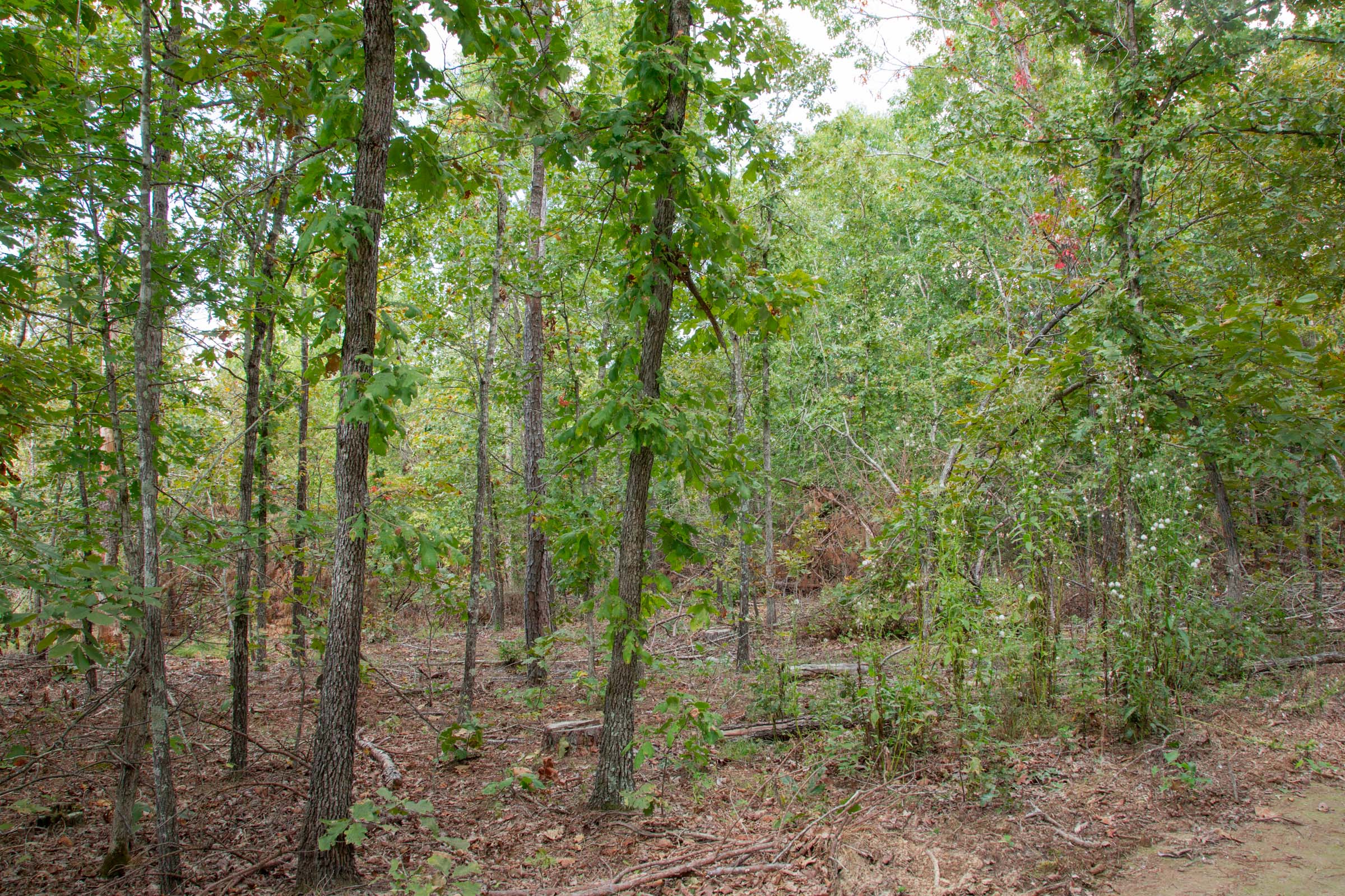 Tract 54 at Wagon Wheel Ranch in Dent County, Missouri