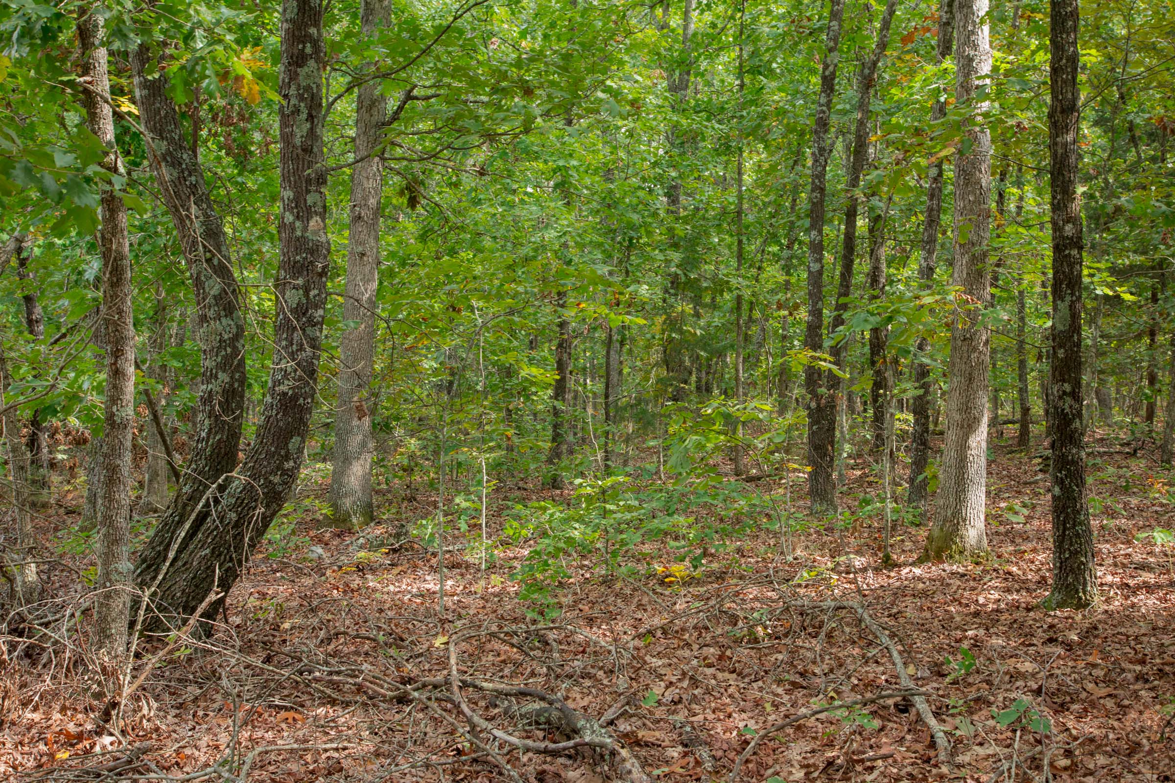 Tract 55 at Wagon Wheel Ranch in Dent County, Missouri